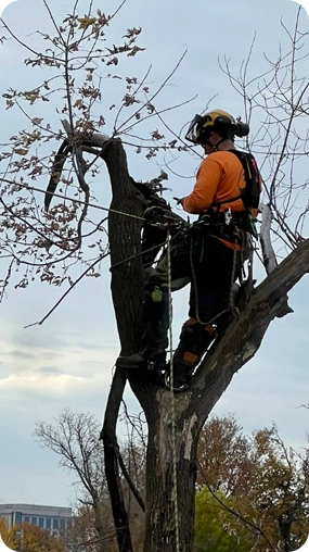 Arborist cutting tree branches with chainsaw